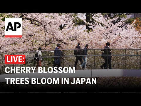 LIVE: View of Cherry blossom trees in Japan