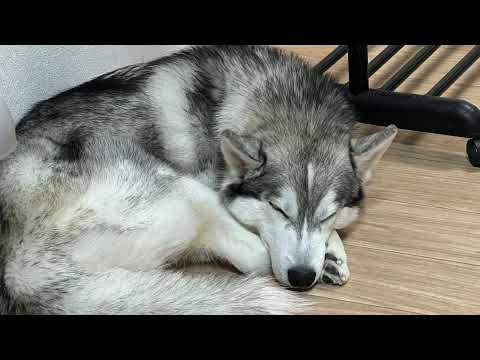 モンスターハンターワイルズ　Husky Live streaming　まわしていくよ♪