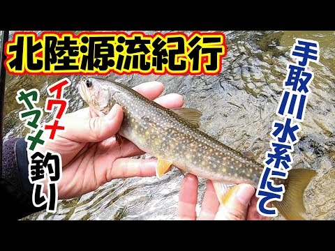 【渓流釣り】北陸源流にてイワナ、ヤマメ釣り。手取川水系にて！