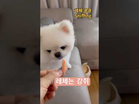 ❣️레체의하루❣️#마루는강쥐챌린지 #pomeranian #cúncondễthương#강아지쇼츠 #dogshorts #shorts