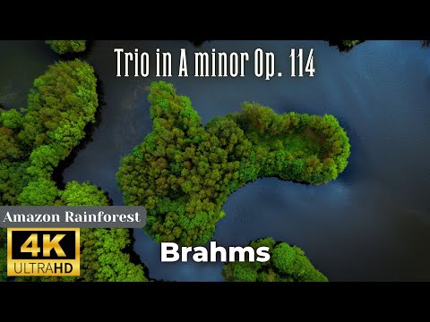 4K Rainforest Nature Relaxation Film - Brahms - Trio in A Minor op. 114