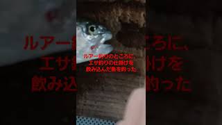 ニジマスかわいそう#ショート動画 #かわいそう#裾野フィッシングパーク#ニジマス#釣り#釣り人