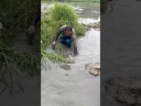 Kuya master catch golden carpa