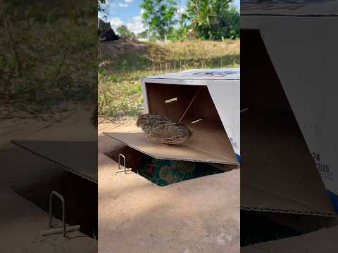 Best Unique Underground Bird Trap Using Cardboard Box #shorts #shortsvideo