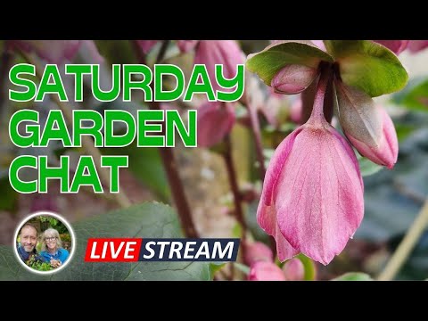 Saturday Garden Chat - Garden Update, Q& A, and more! #live #garden #gardentips