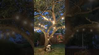 Yard lights