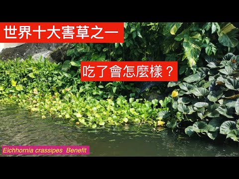 50年代水葫芦很多农民就专门种植它用来喂猪、喂鸡鸭等。人可以吃嗎？