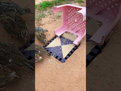 Amazing Unique Quail Trap 🪤