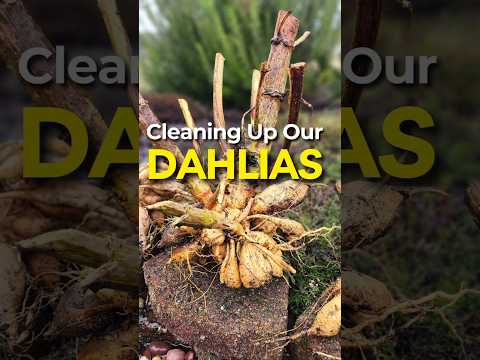 Why Are We Cleaning Our Dahlias NOW #shorts #garden #dahlias