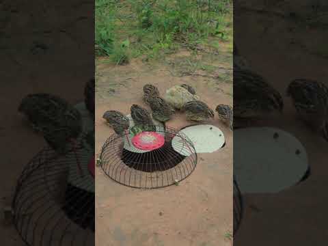 DIY Project For Creative an Underground Quail Trap Using just a Deep Hole #shorts #animaltrap #birds