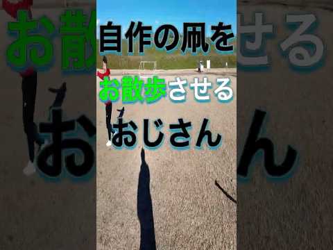 【凧揚げ】自作の凧をお散歩させるおじさん。 #shorts