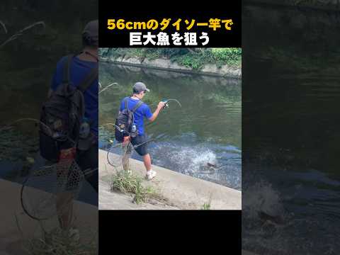 【ダイソー穴釣りミニロッド】で巨大魚を釣る　#shorts #ダイソー釣具