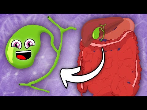 I Am Your Gallbladder! | KLT Anatomy