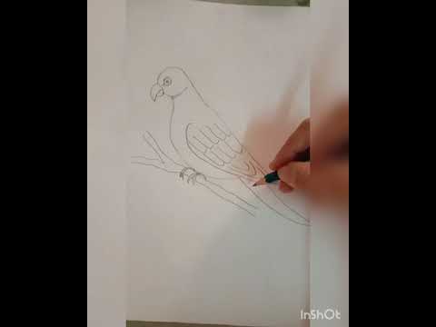 |How to draw parrot| #howtodrawparrot #easydrawingofparrot #birddrawingeasy #parrotdrawing