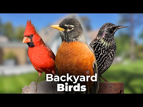 Best Bird Sounds🐦- Different Types of Backyard Birds🎵