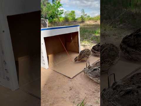 DIY Creative - Best Easy Quail Trap #shorts