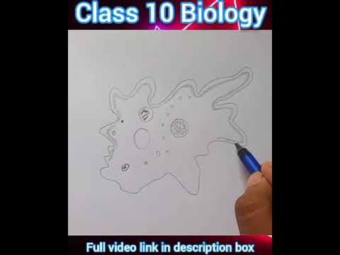 Class 10th Biology Important diagram | Amoeba diagram | #drawingtutorial #art #amoeba #biology