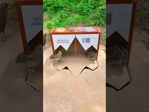 Create Amazing Unique Quail Trap Using Cardboard Box #Shorts