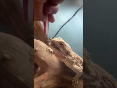 Boi eats grasshopper