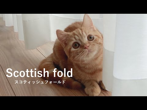 猫のきなこさんの自己紹介🐈猫のいる暮らし