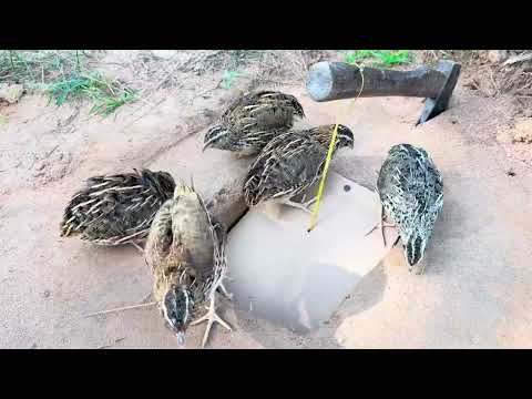 Simple Underground Bird Trap - Amazing Quail Trap