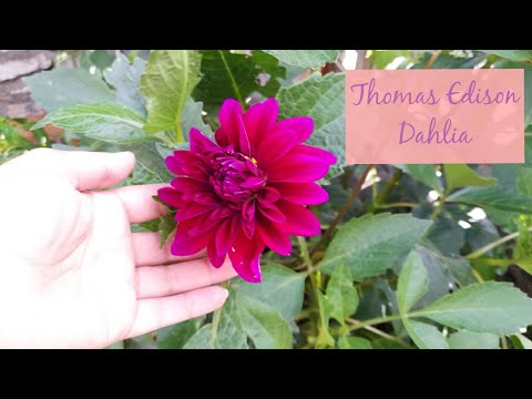 My First Dahlia Blooms.. Hurrah! ~ Thomas A.Edison ~ Farmer Gracy 💜