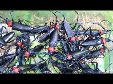 激ヤバ外来昆虫が大量に獲れたから食べるわ