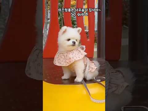 #산책하는강아지 #놀이터 #집사야 #cutedog #강아지 #cúncondễthương