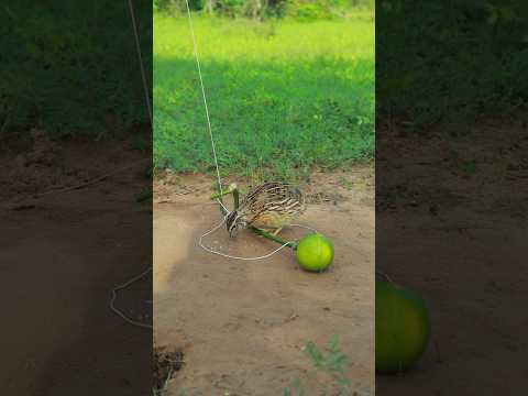 Amazing Creative DIY Quail Trapping With Orange fruit #animaltrap #shortvideo #shorts