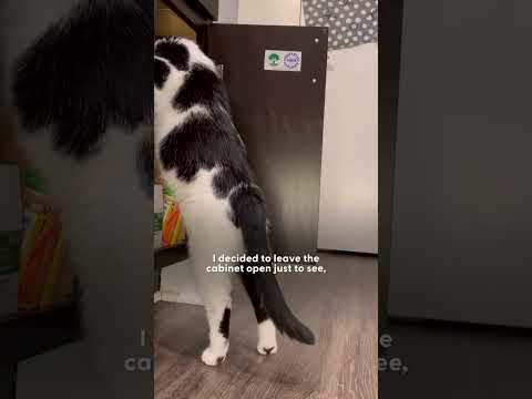 Cat Treated Potatoes Like They Were His Children | The Dodo