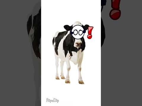 Raul The Cow