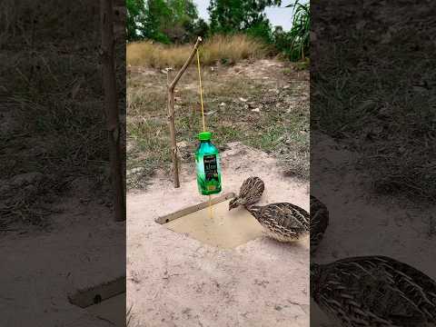 Easy Creative DIY Underground Quail Trap #shorts