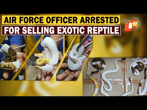 Air Force Officer Arrested For Selling Exotic Western Blind Snake