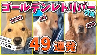 【2ch動物スレ】【総集編】人間大好きゴールデンレトリバー特集