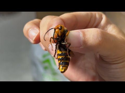 オオスズメバチの繁殖行動がやばい