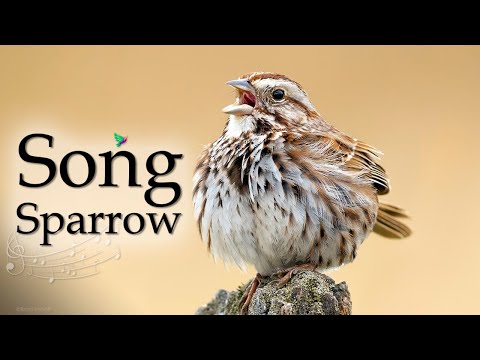 The Amazing Sound of the "Song Sparrow" - Sound of Birds in the Wild