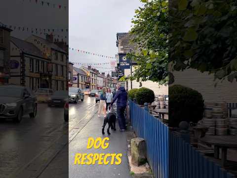 Dog respects pedestrians:) #walking #dogwalk #england