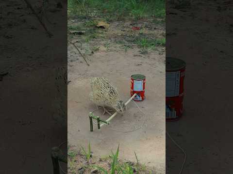 DIY Quail Trapping #ytshorts #shortsvideo #shorts