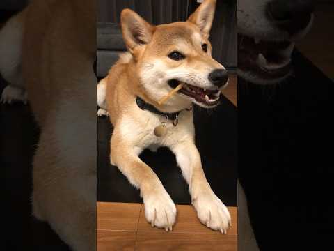 柴犬三太君　孤独のグルメ②