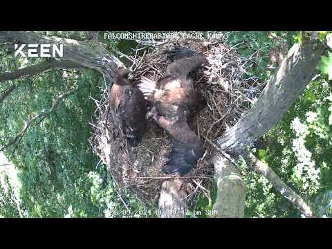 06/09/2024 Both eaglets and parent are there today!