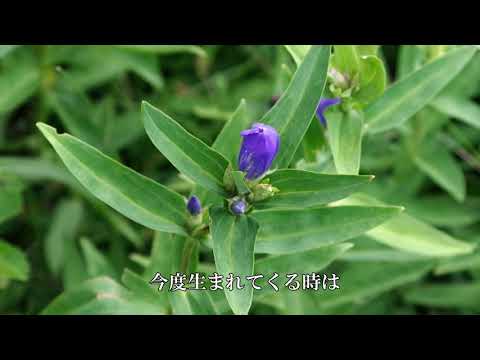 りんどう小唄　／　由紀さおり