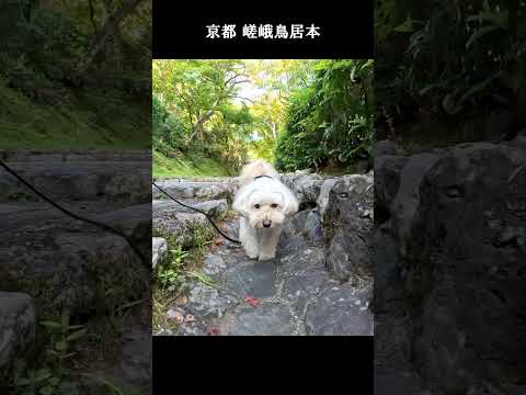 2024/10/14 🍁京都🍁晴れの日だけのわんわん紅葉パトロール / 嵯峨鳥居本、化野念仏寺周辺