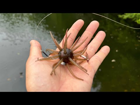 【バス釣り】コイケフルキャストの最強リグが見つかりました【ネコスト】ルアーパワーを最大限に生かした、使い方、セッティングを実釣しながら解説します。【ハイドアップ】【ネコリグ】