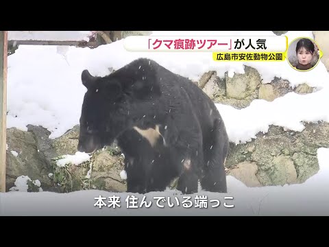 野生のクマが度々出没の動物園　「痕跡」をたどるツアーが人気　広島・安佐動物公園