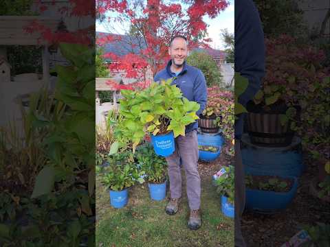 Making Hydrangea Winter Prep Video - Behind the Scenes #shorts