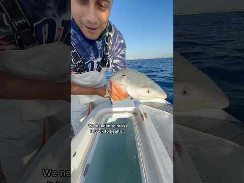 Saving 2 Baby Sharks