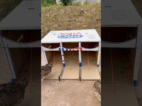 Technique Idea Quail Trap #shorts