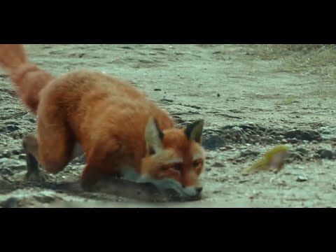 男子救下一只狐狸，千年后狐狸放弃成仙，换来男子重生，#玄幻 The man saves the fox, a thousand years later the fox becomes a fairy,