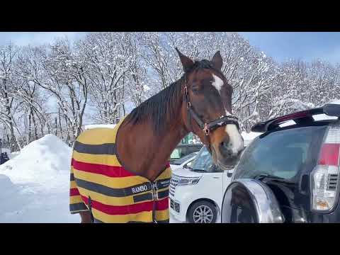 初めてのドカ雪や気になる引退した競走馬などなど🐴 #おしゃべりホース #サチモ  #さっちゃん #引退競技馬 #25歳 #余生を過ごす