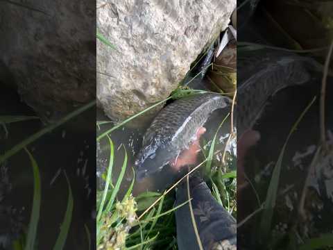 Carp hiding beside river because of flood